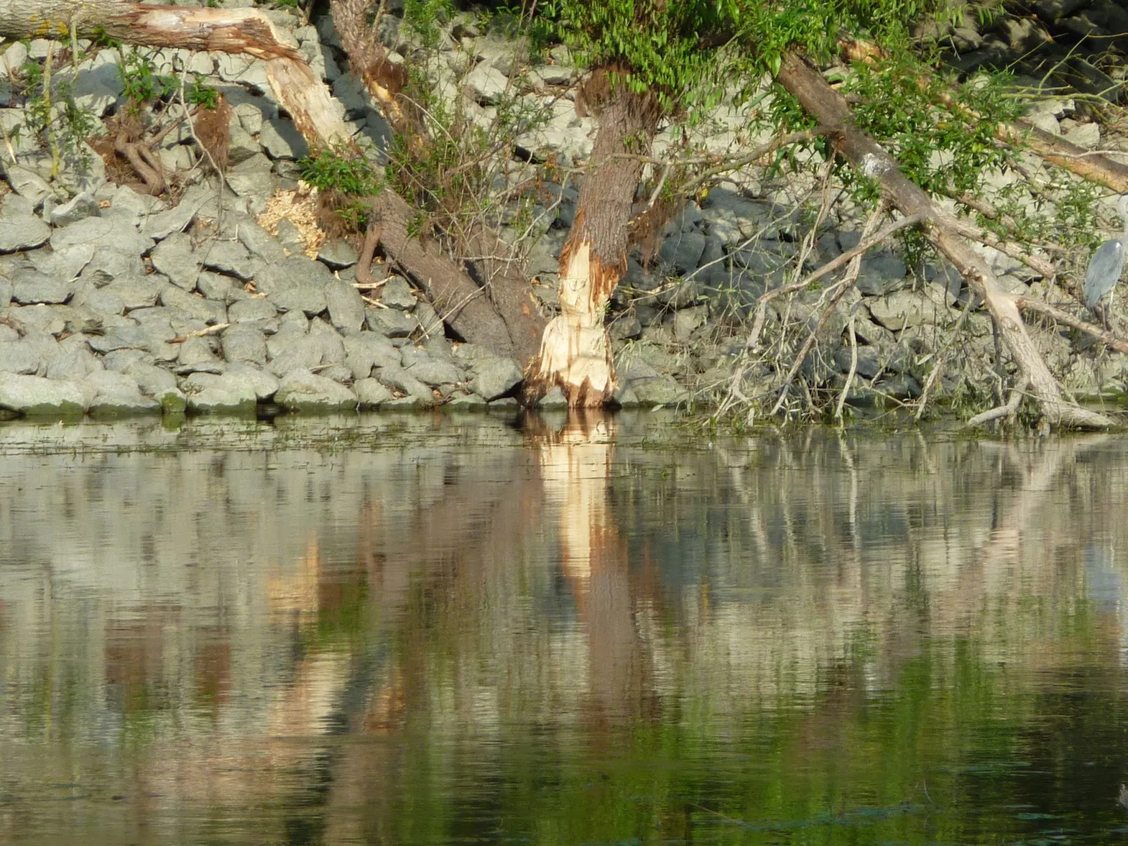 Ferienhas Diemelsee-Draußen