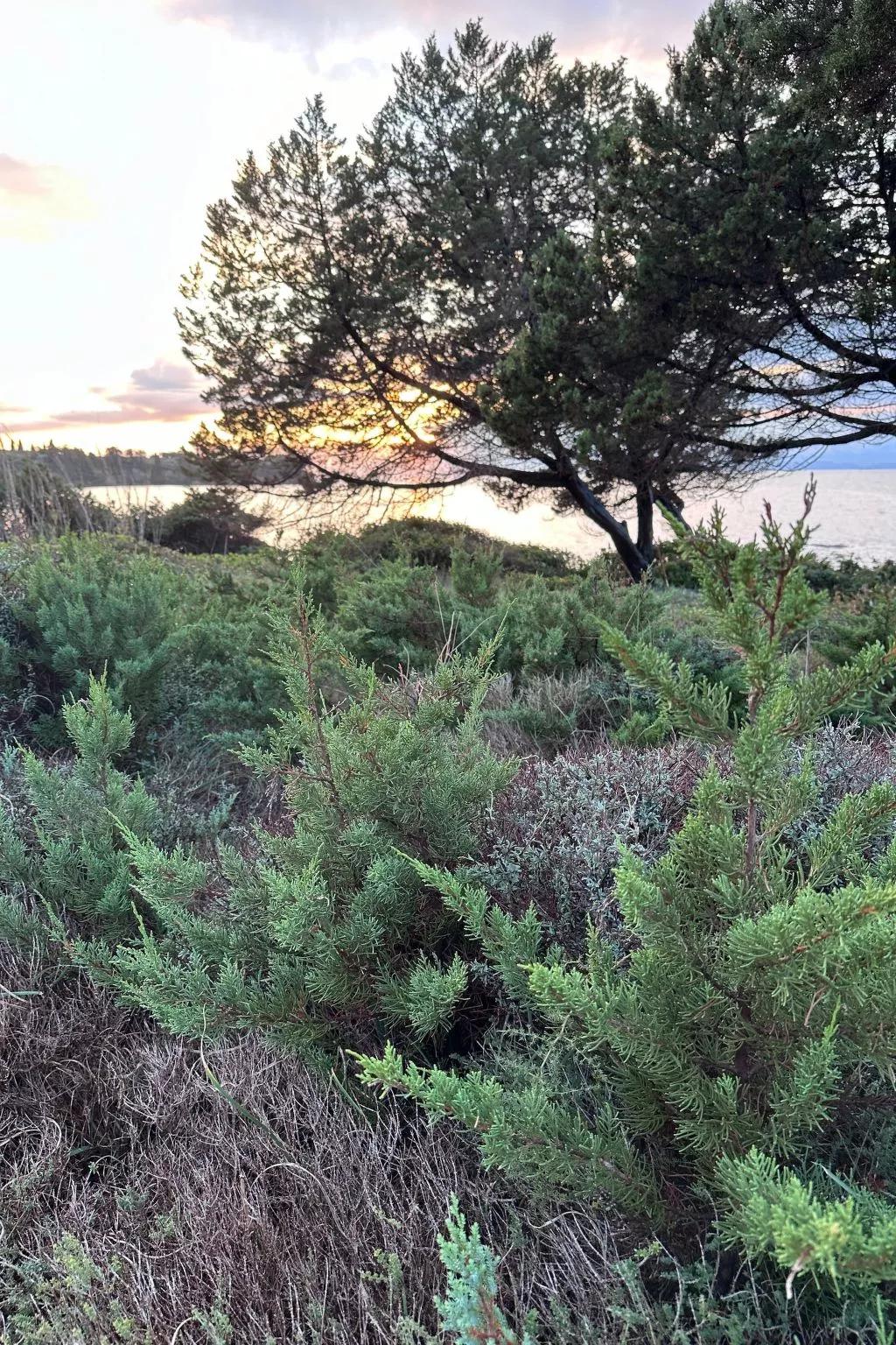 Cottage beachfront-Dehors
