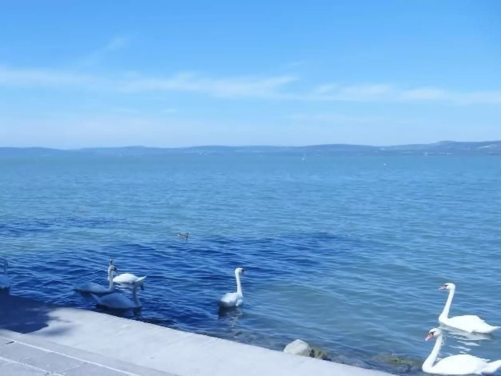 Hungarium am Platte-Dehors