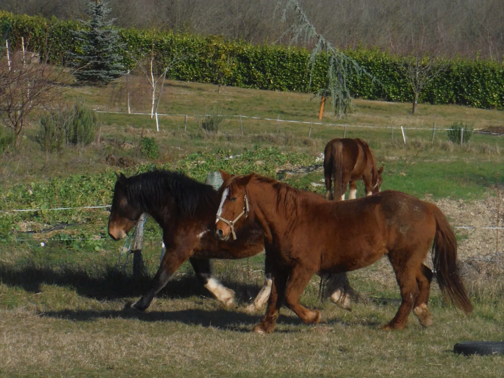 Domäne auf dem Bauernhof-Draußen