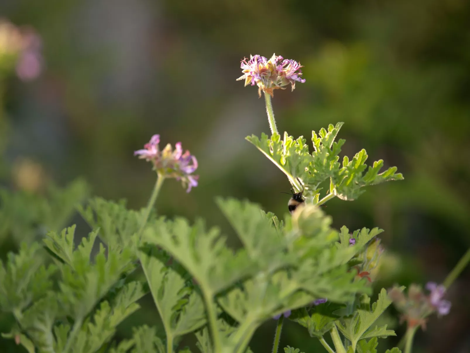 Der Garten von Zephyrus - West-Image-tags.info