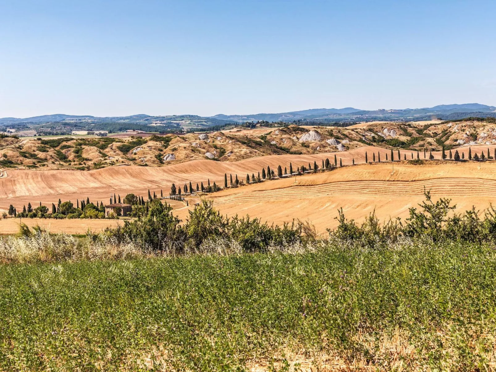 Flach 'Molinello Cipresso-Area