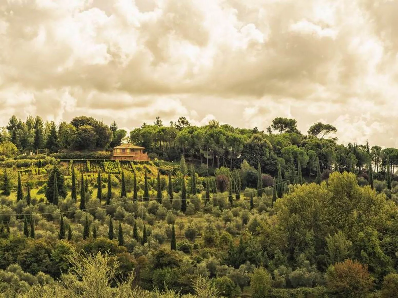 "Raffaello leccino-Dehors