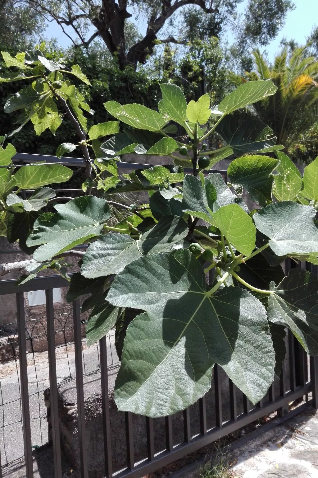 Strandnahe Wohnung in Pisciotta mit Grill-Dehors