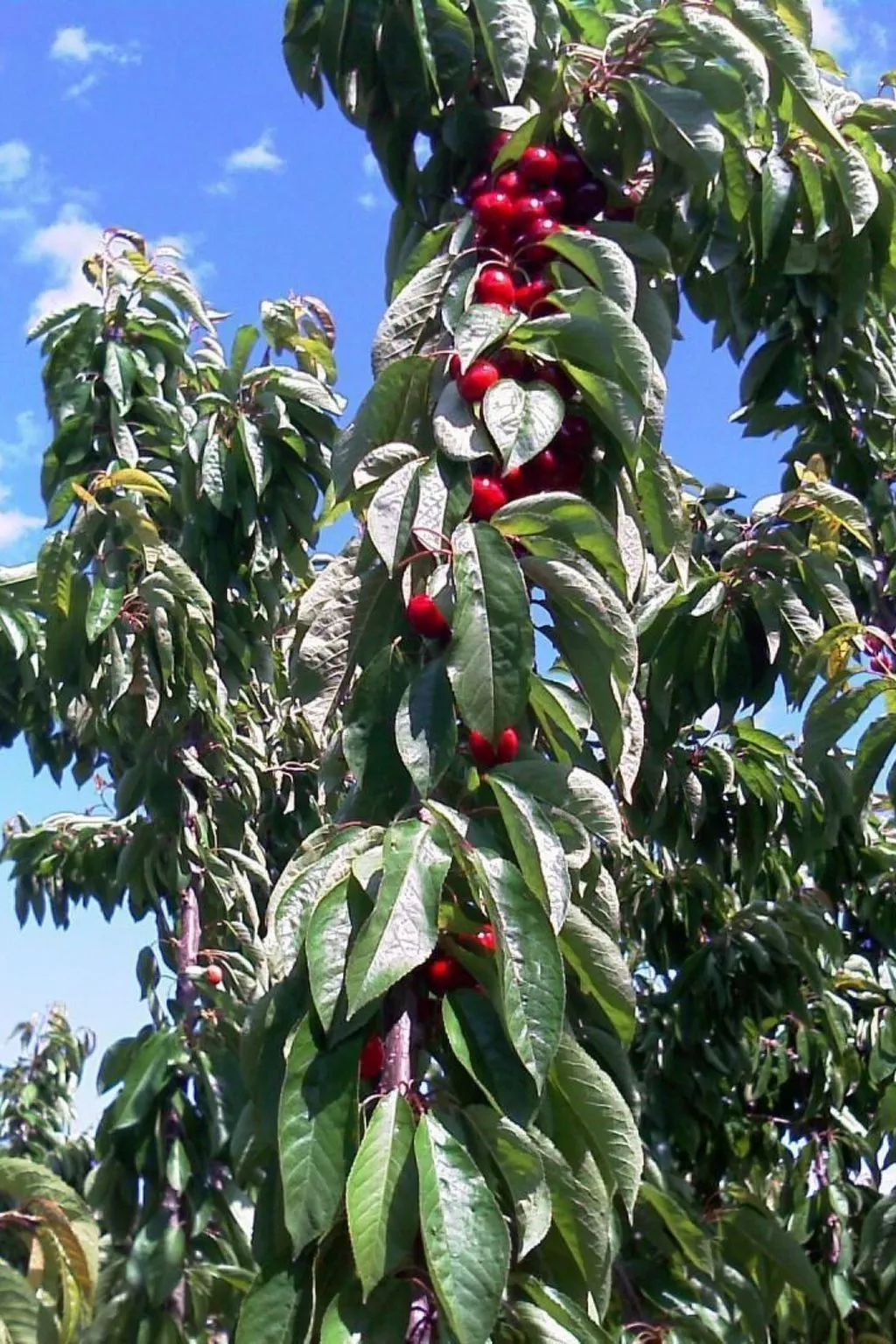 Wohnung in Sotoserrano mit Terrasse und Garten-Outside