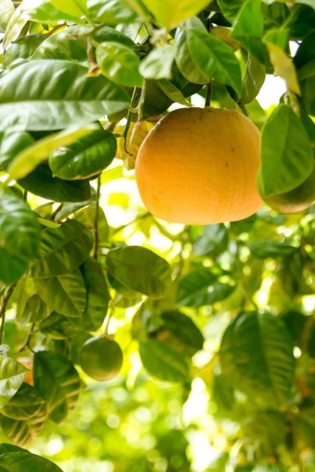 Wohnung der Mandarin-Image-tags.info