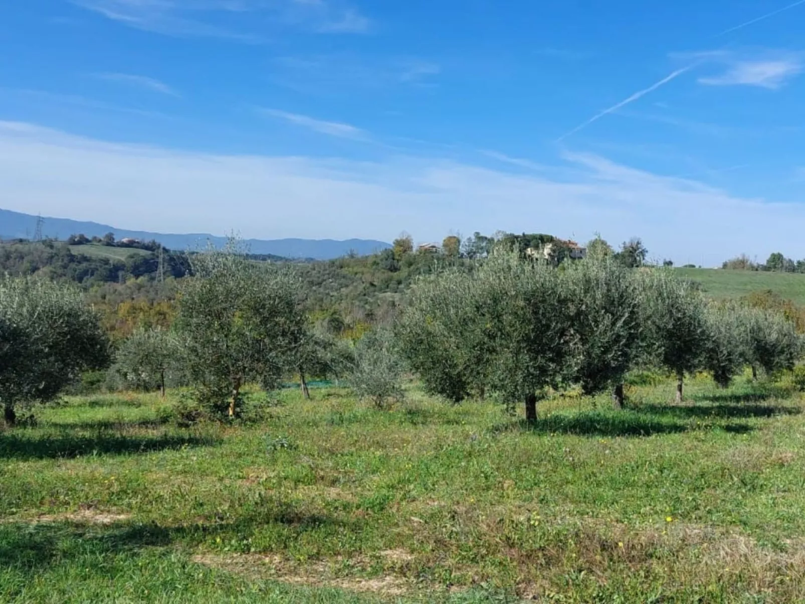 Flache Kornblume-Draußen