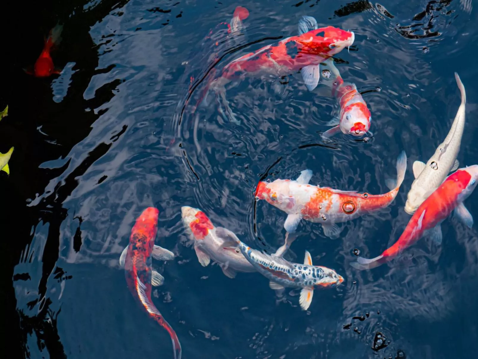 5-Suiten Madrid Villa Oasis, Schwimmbad-Spa, Fitnessraum, Club-Outside