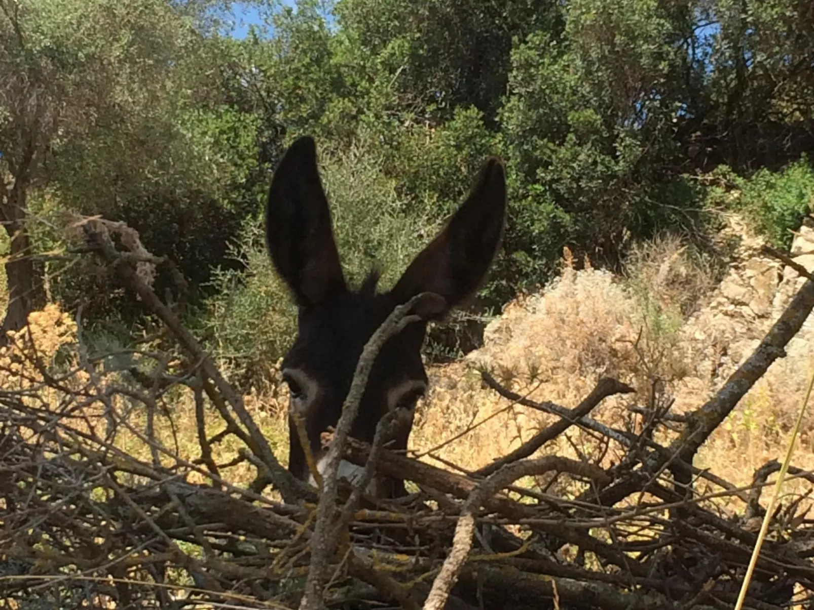 Gemütliches Ferienhaus mit Kamin in Porto Tramatzu-Outside