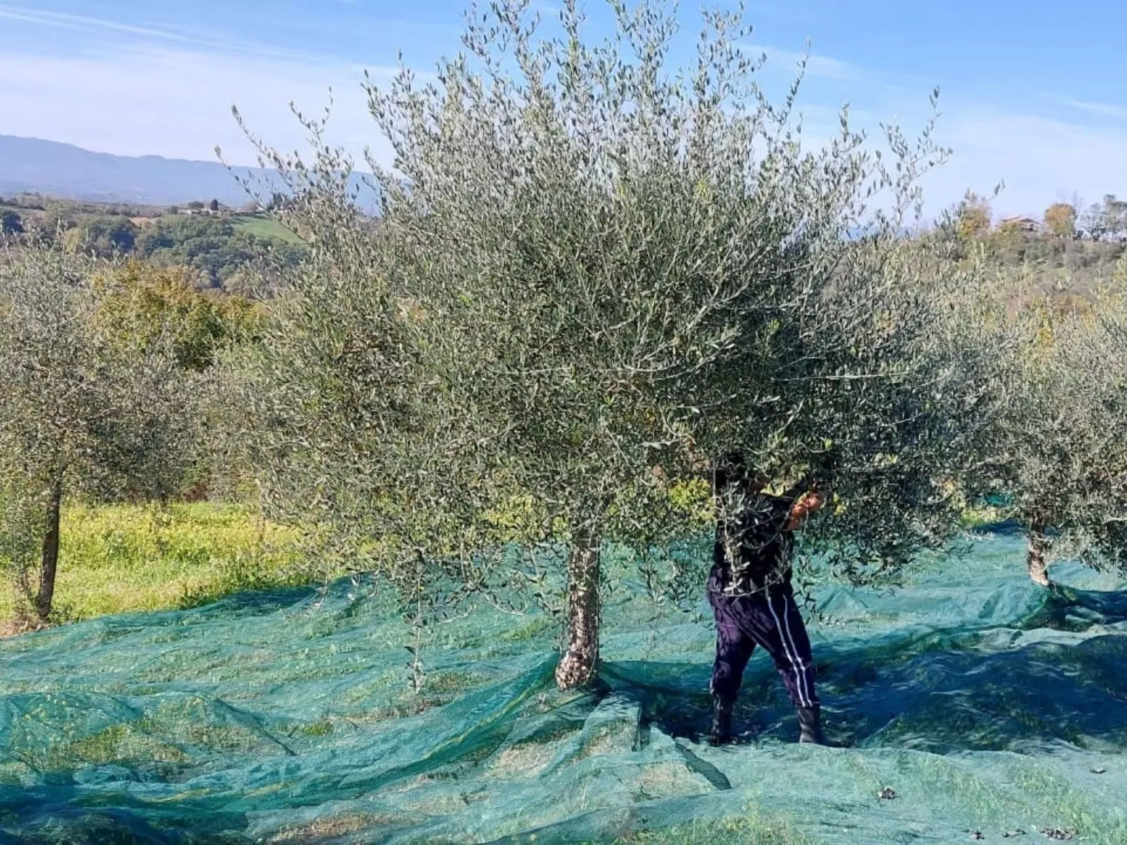 Sonnenblume Wohnung-Image-tags.info