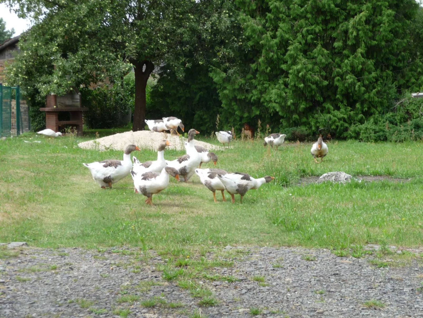 Biele-Image-tags.info