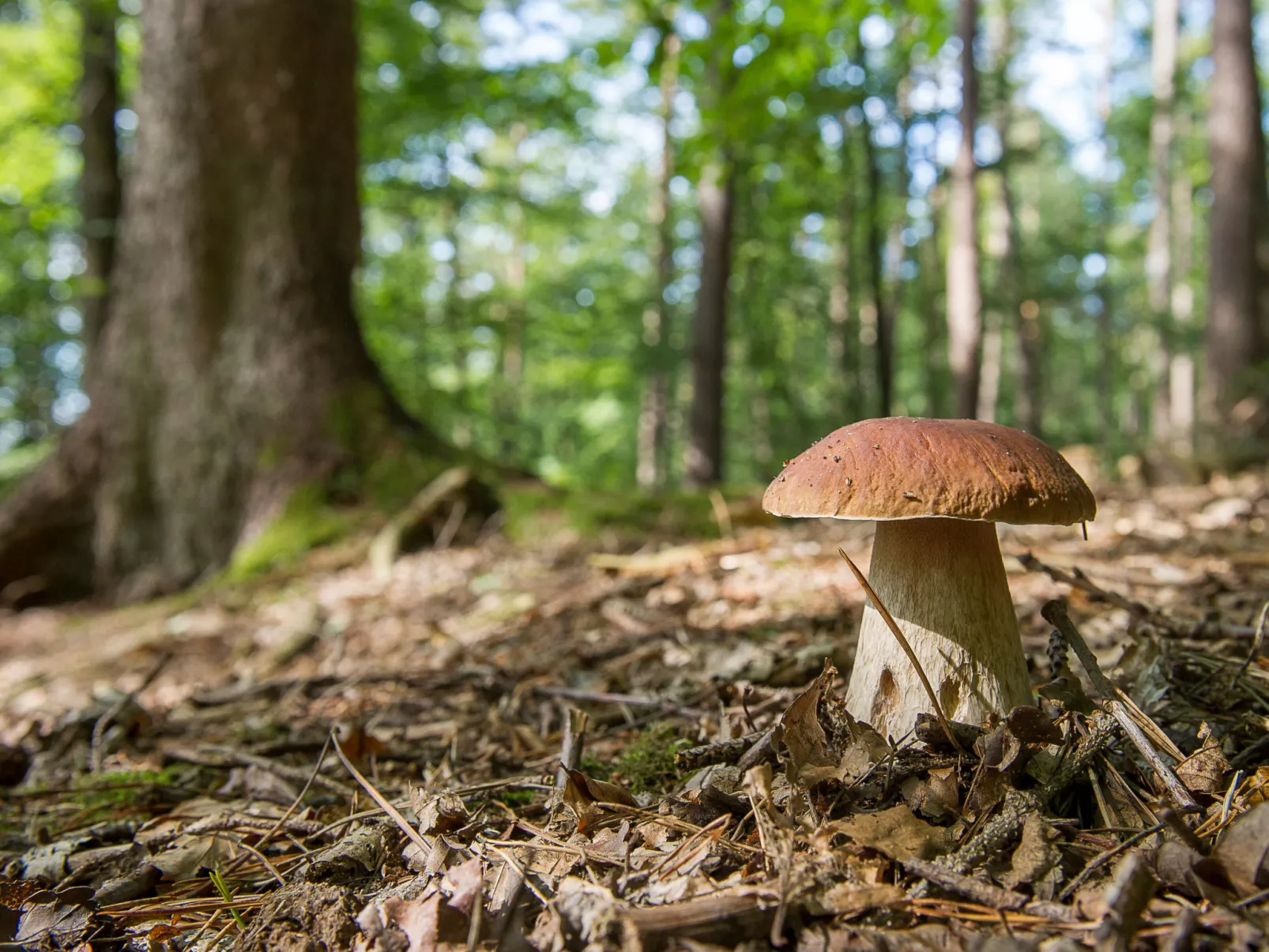 Mit Terrasse, Grill und Garten-Area