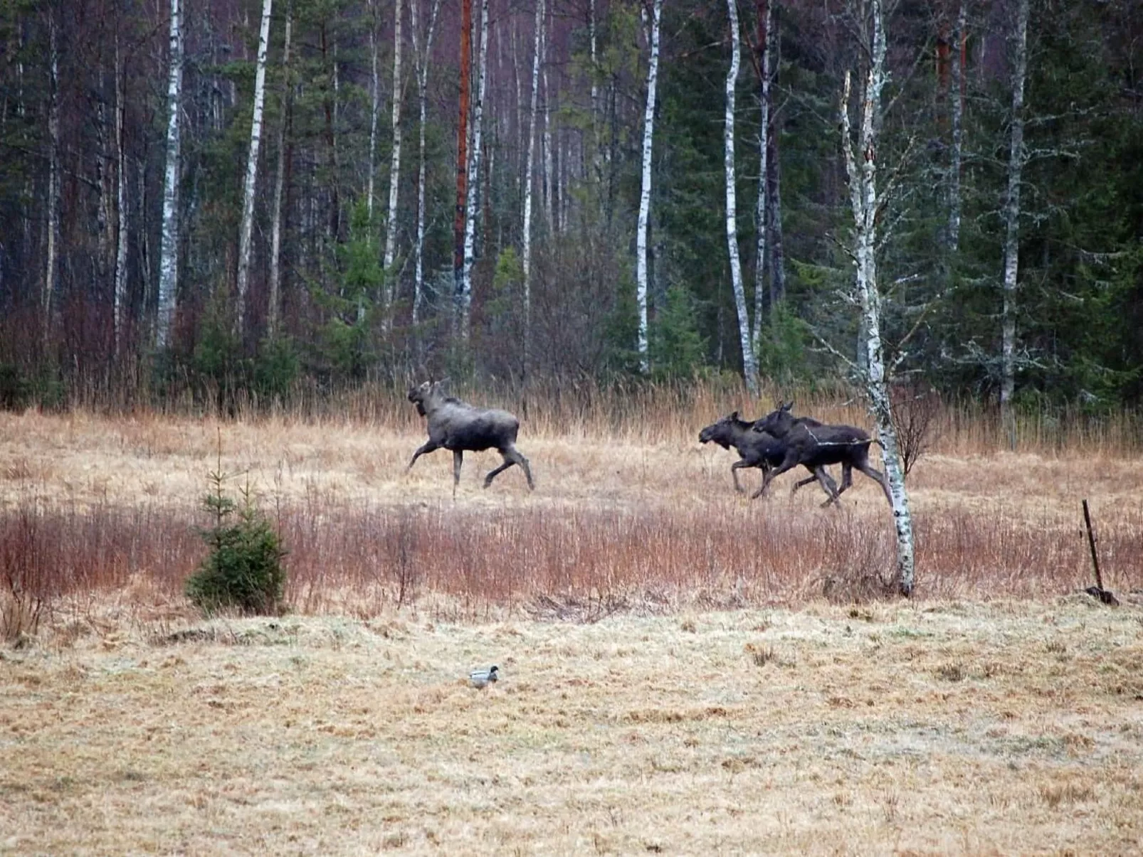 Särskilda-Image-tags.info