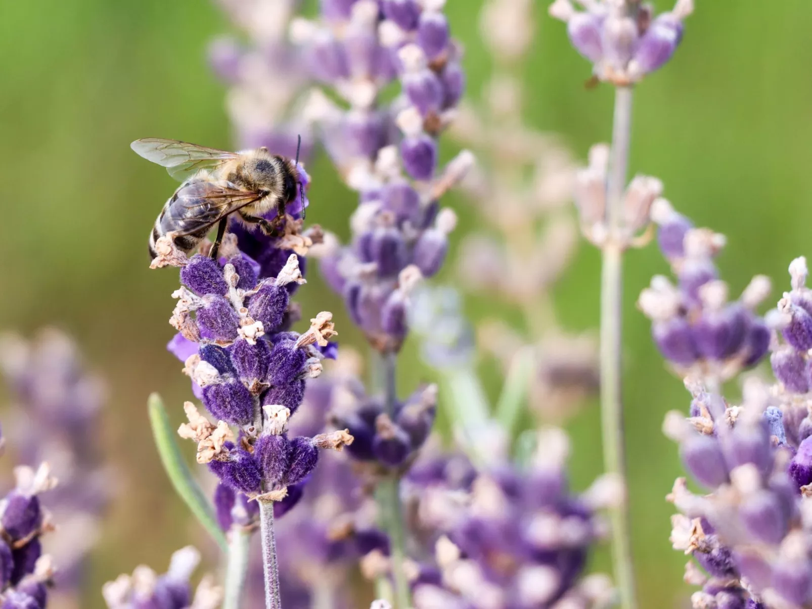 Villa Mi, Rukavac, Opatija Riviera-Dehors