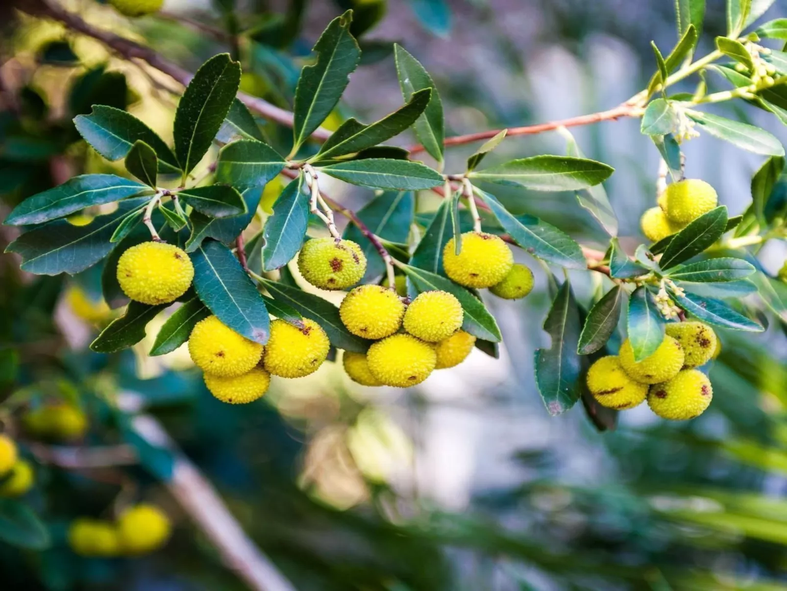 "Haus Gluscevic" direkt am Strand-Outside