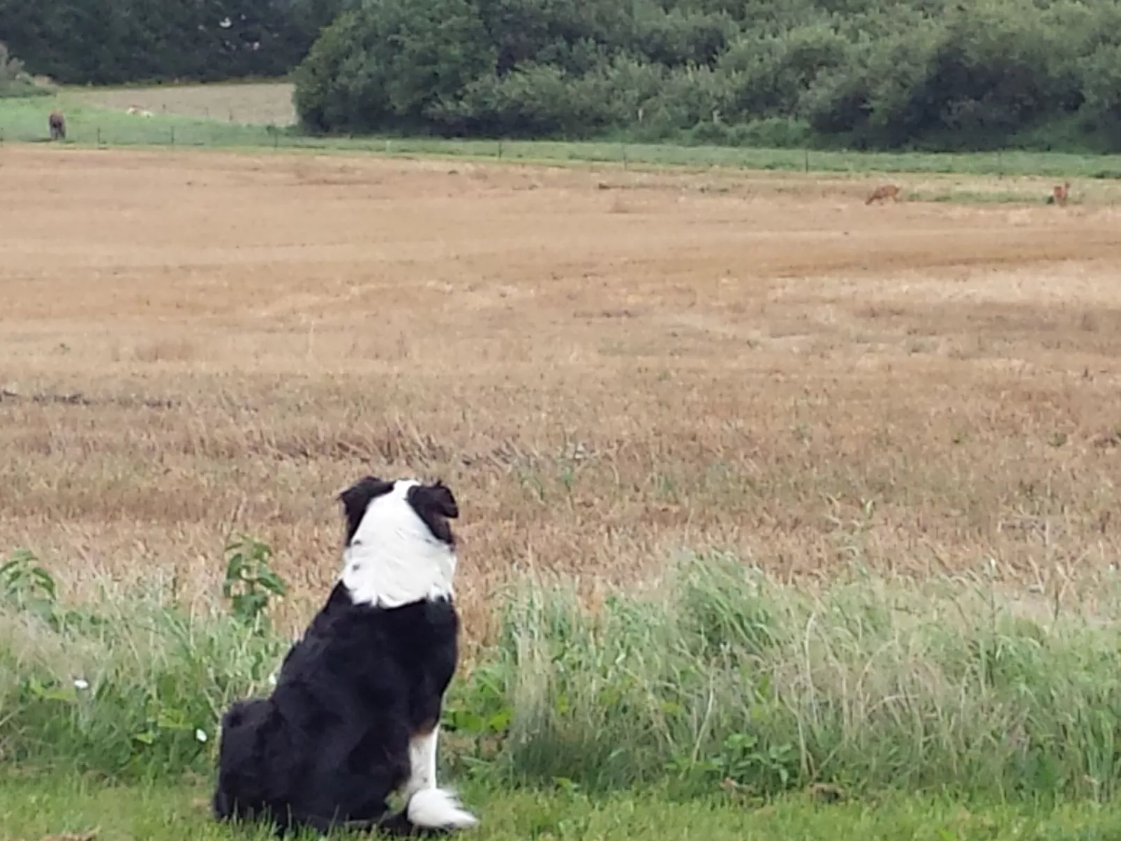 Schwalbennest-Outside