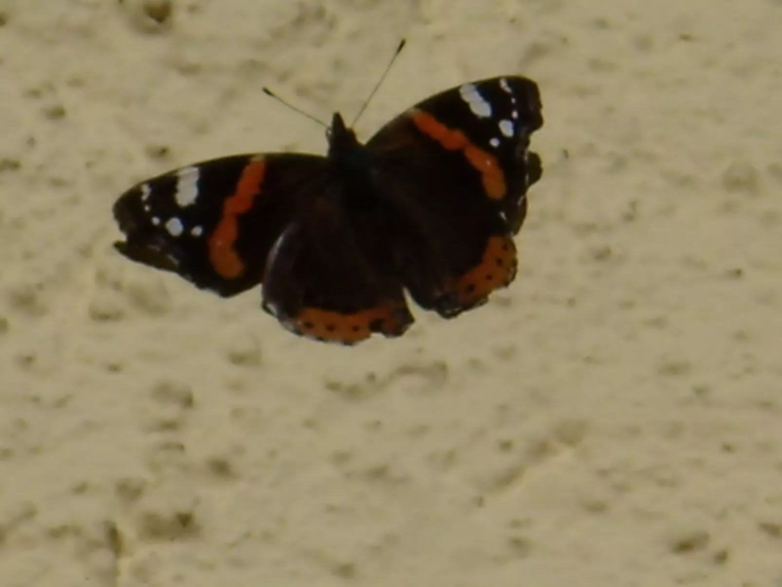 Betttis Bungalow-Outside