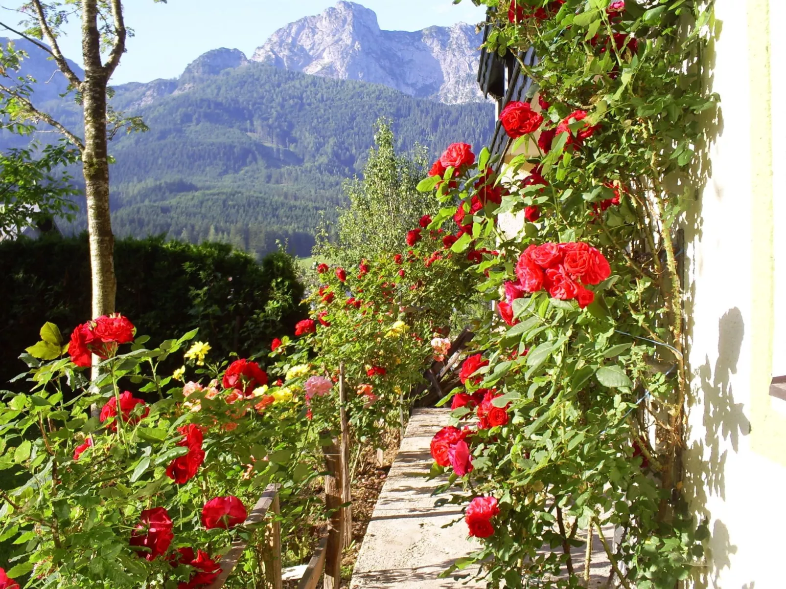 Gsenger in Abtenau-Outside