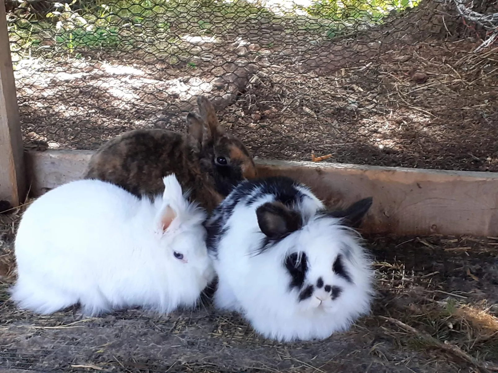 Lachtalhütte-Image-tags.info