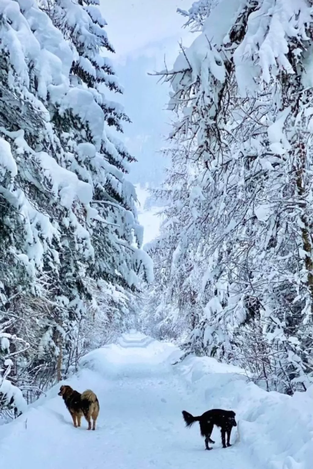 Chesa Ladina-Outside