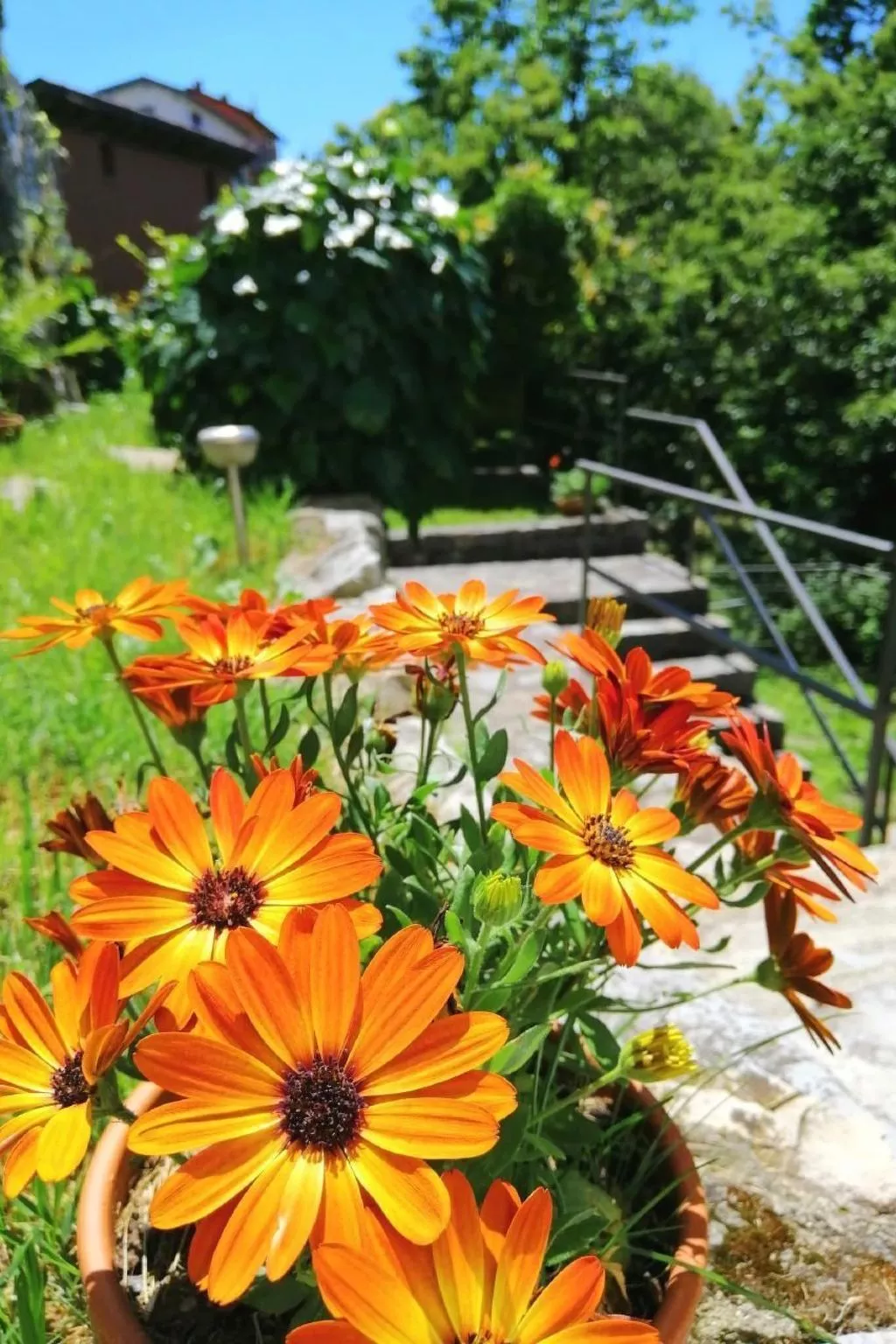 Mit Bergblick-Draußen