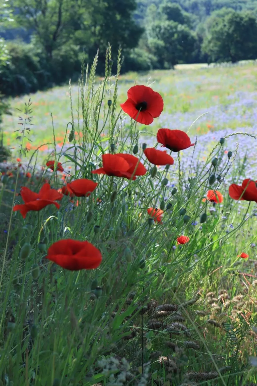 Tiny House Sundancer-Outside
