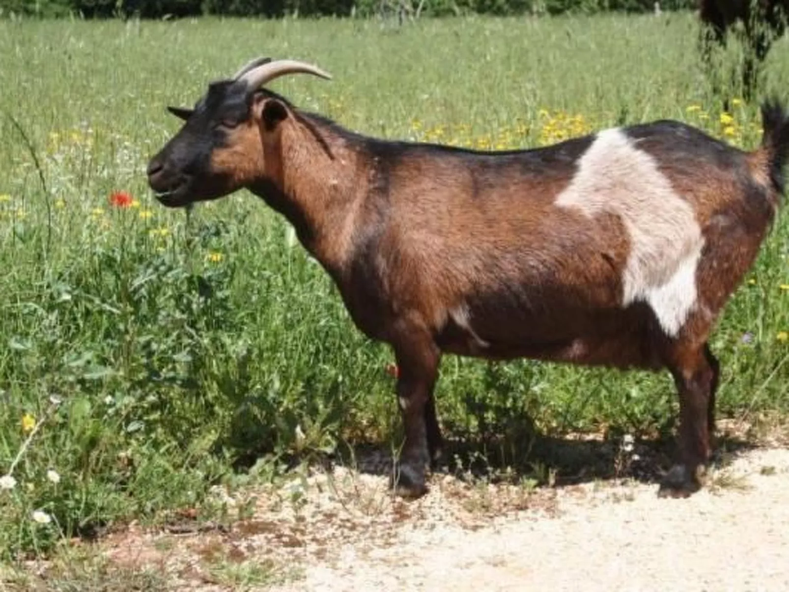 Antike Villa mit privatem Pool, Spa und türkischem Bad-Outside