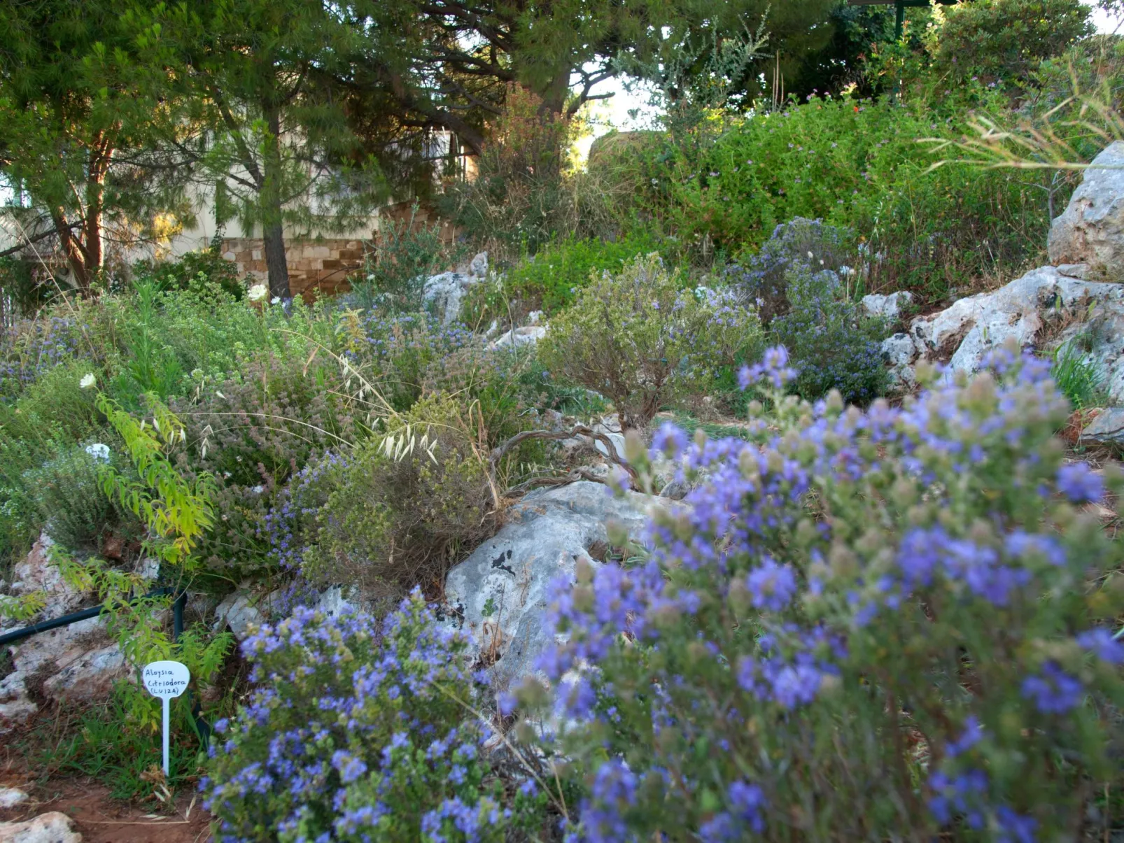 Der Garten von Zephyrus - West-Draußen