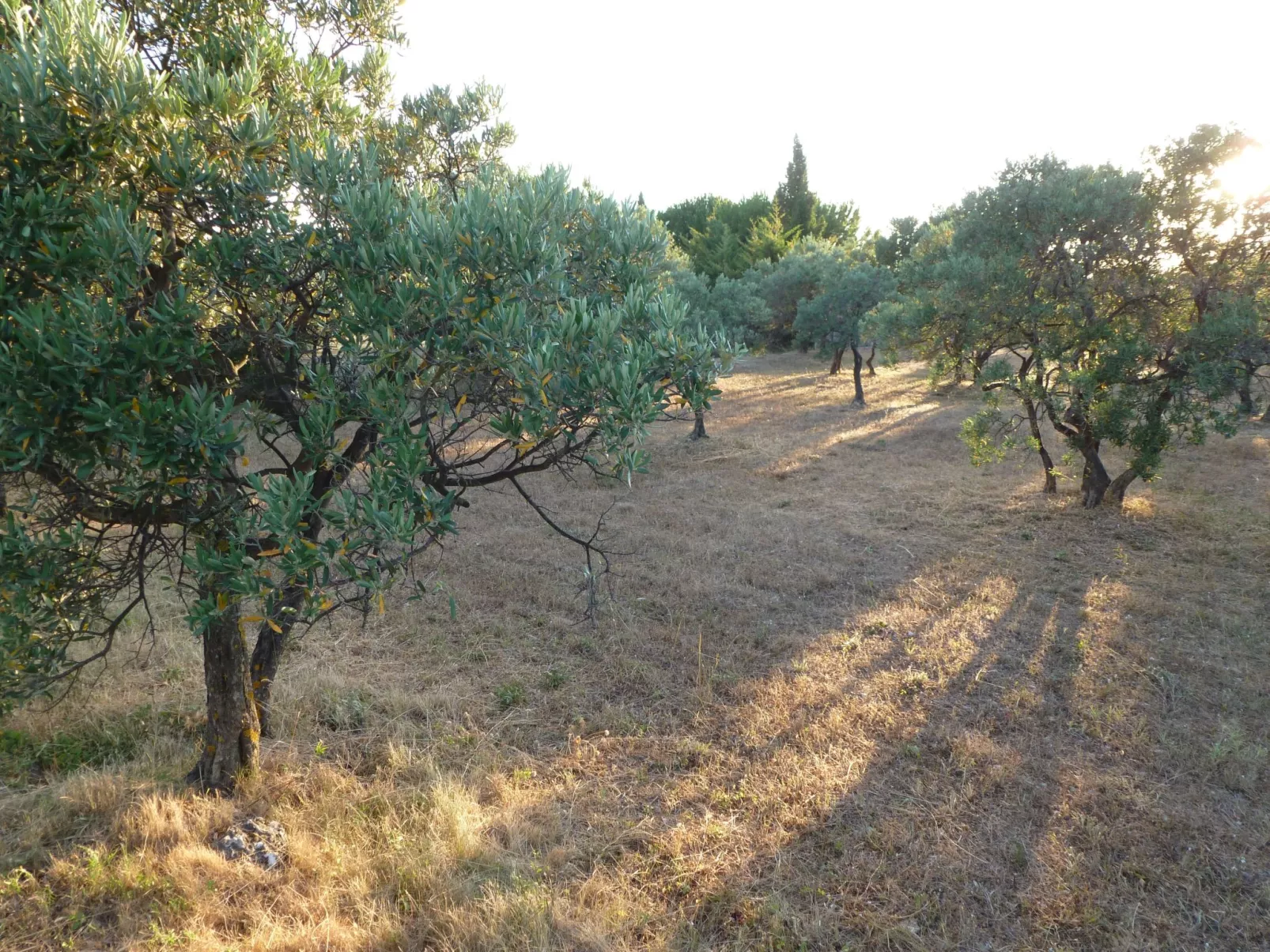 Les amandiers-Dehors