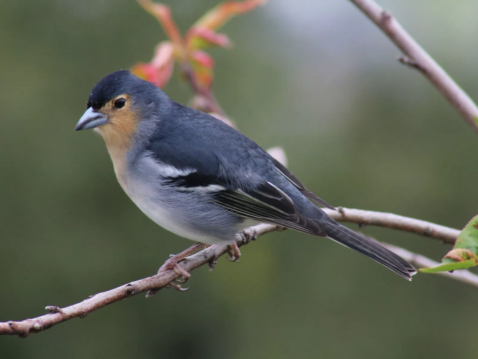 In Monte Breñas mit Grill, Terrasse und Garten-Image-tags.info