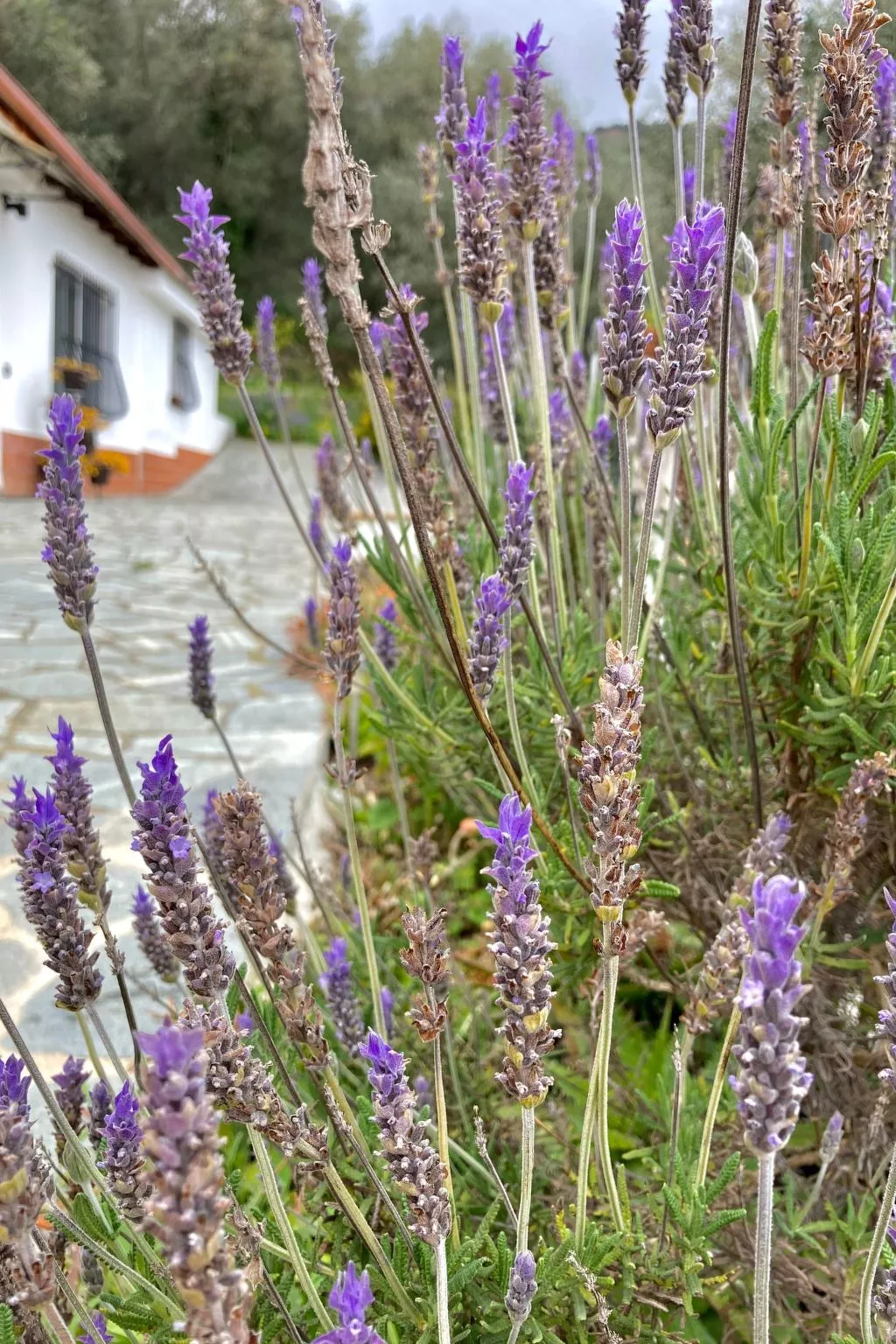 Casa Uliveto-Draußen