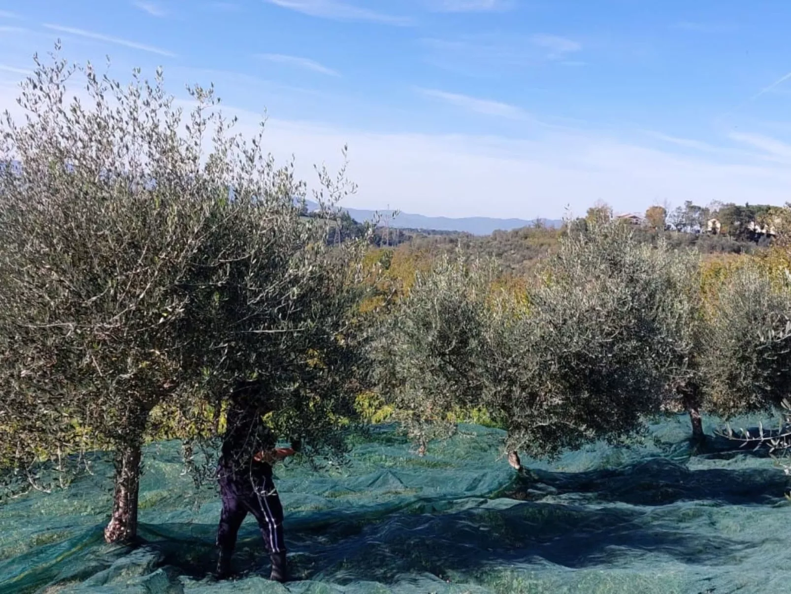 Flache Linde-Image-tags.info