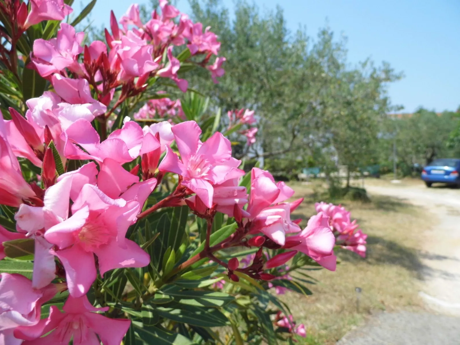 Schöne, gemütliche Ferienwohnung "Mira B" mit Garten-Draußen