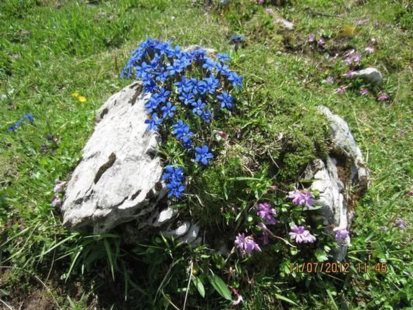 Chesa Basilisk 1 - ÖV inklusive-Draußen