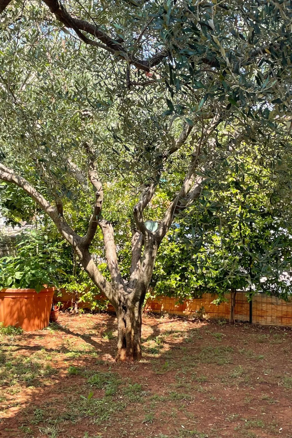 Komplette Villa mit zwei Appartements-Draußen