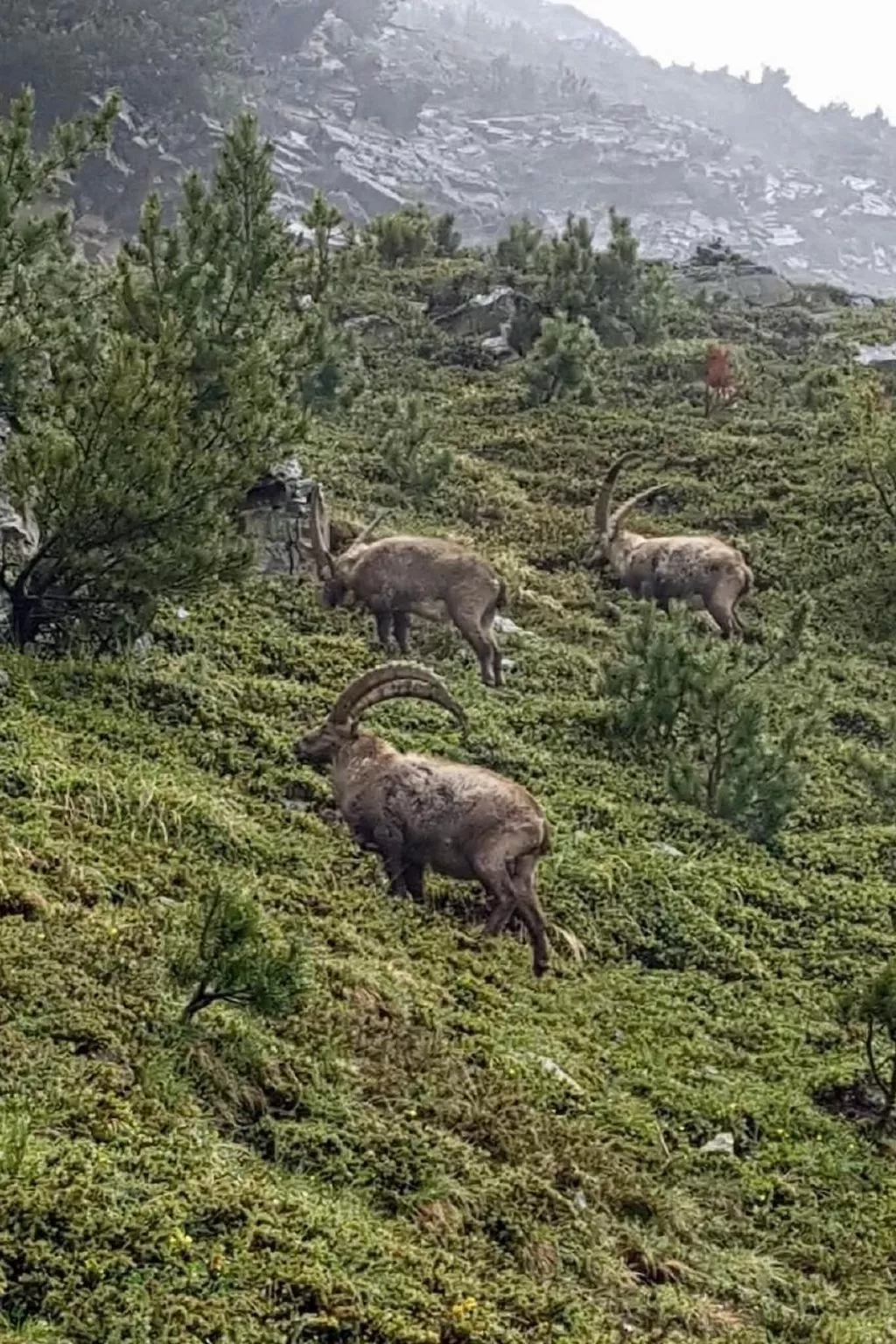 Chesa Robbi S-chanf-Outside