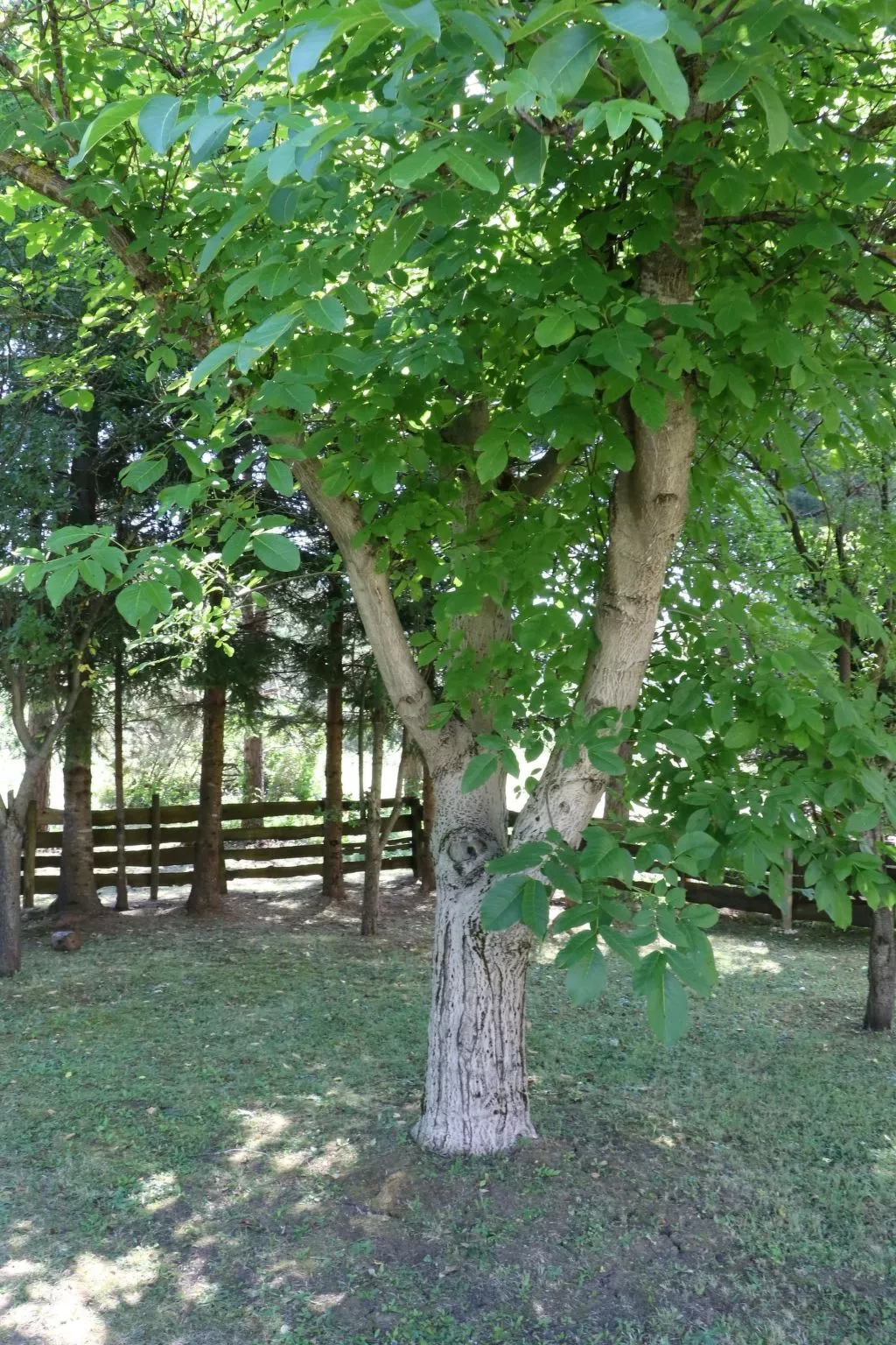 Mit Garten, Grill und Terrasse-Image-tags.info