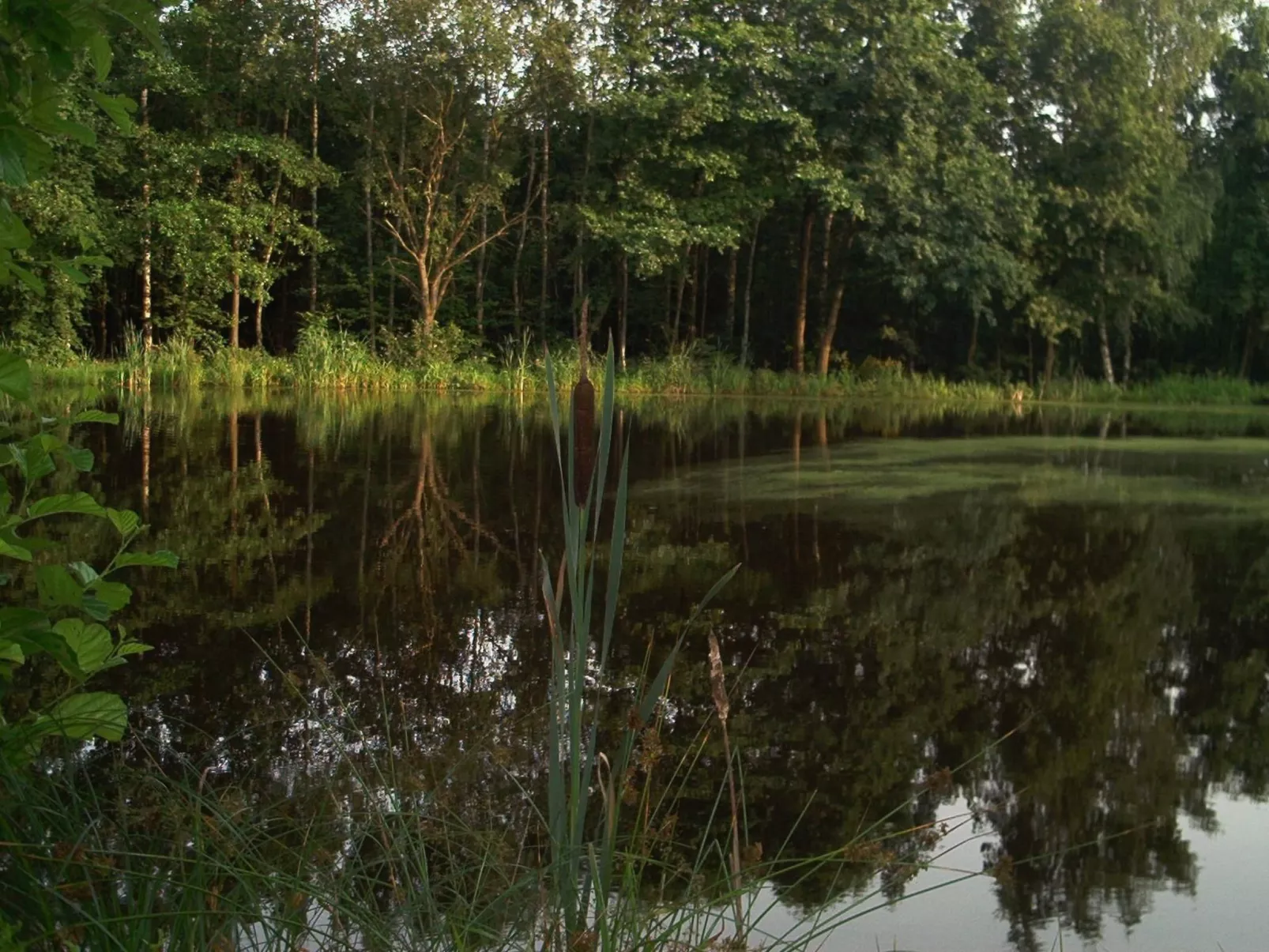 Fewo Stricker 31-Draußen