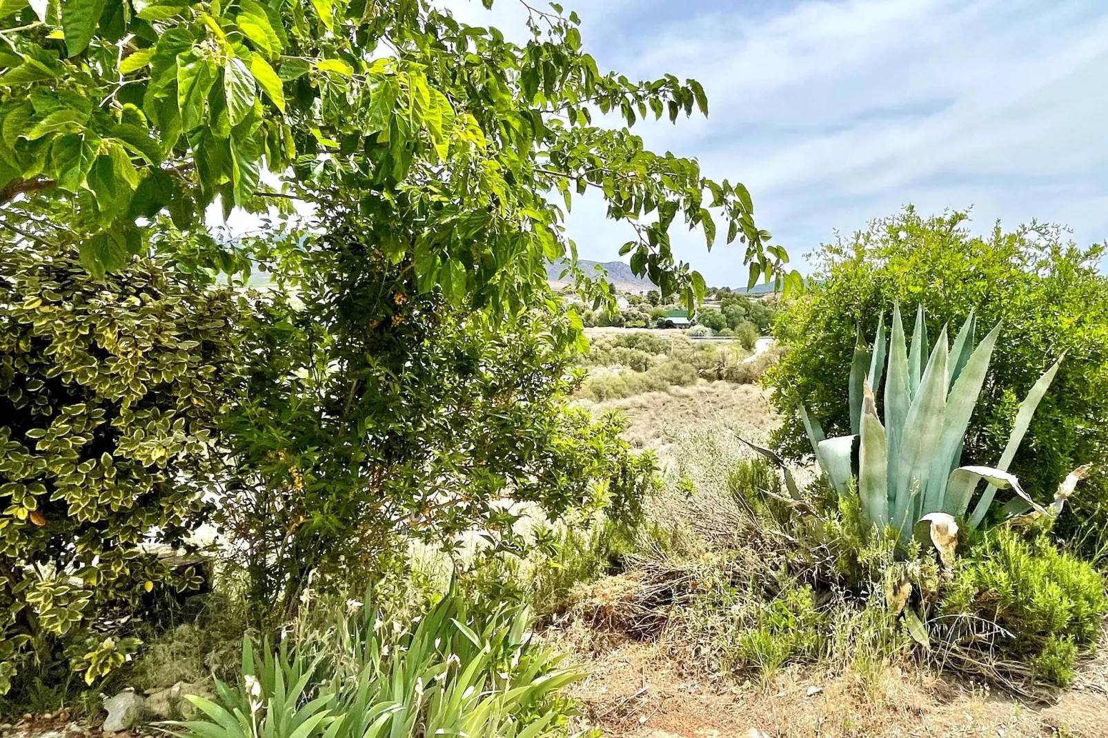 Casa Nadieh-Gardens summer