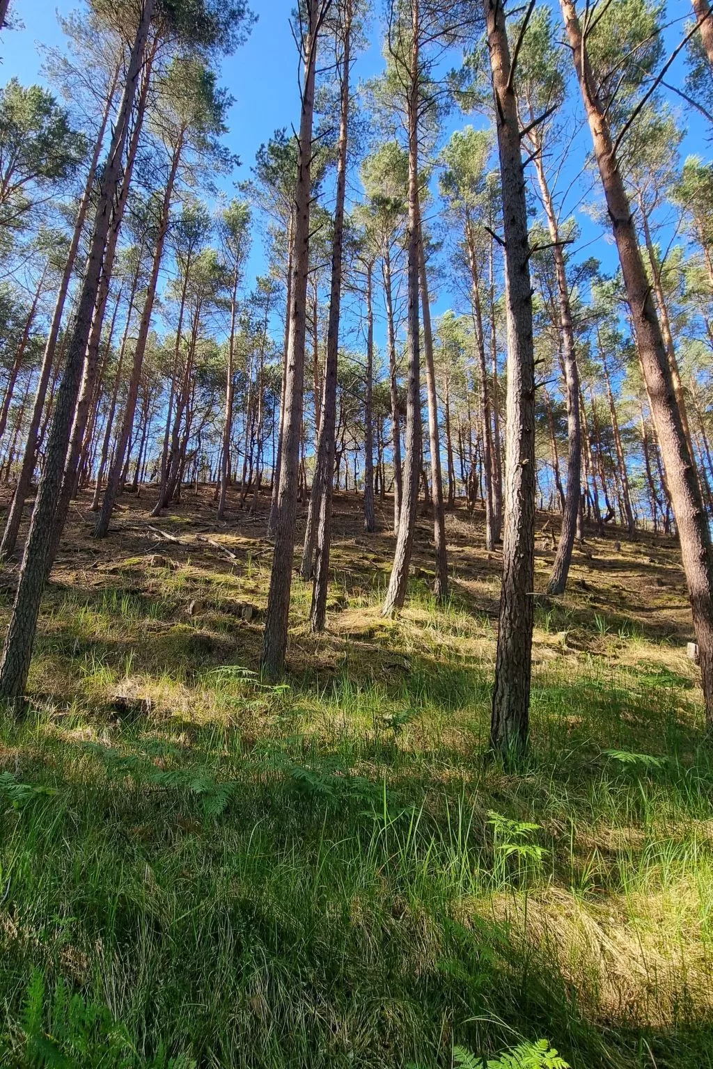 Lublewo21 Ferienhäuser - Draußen