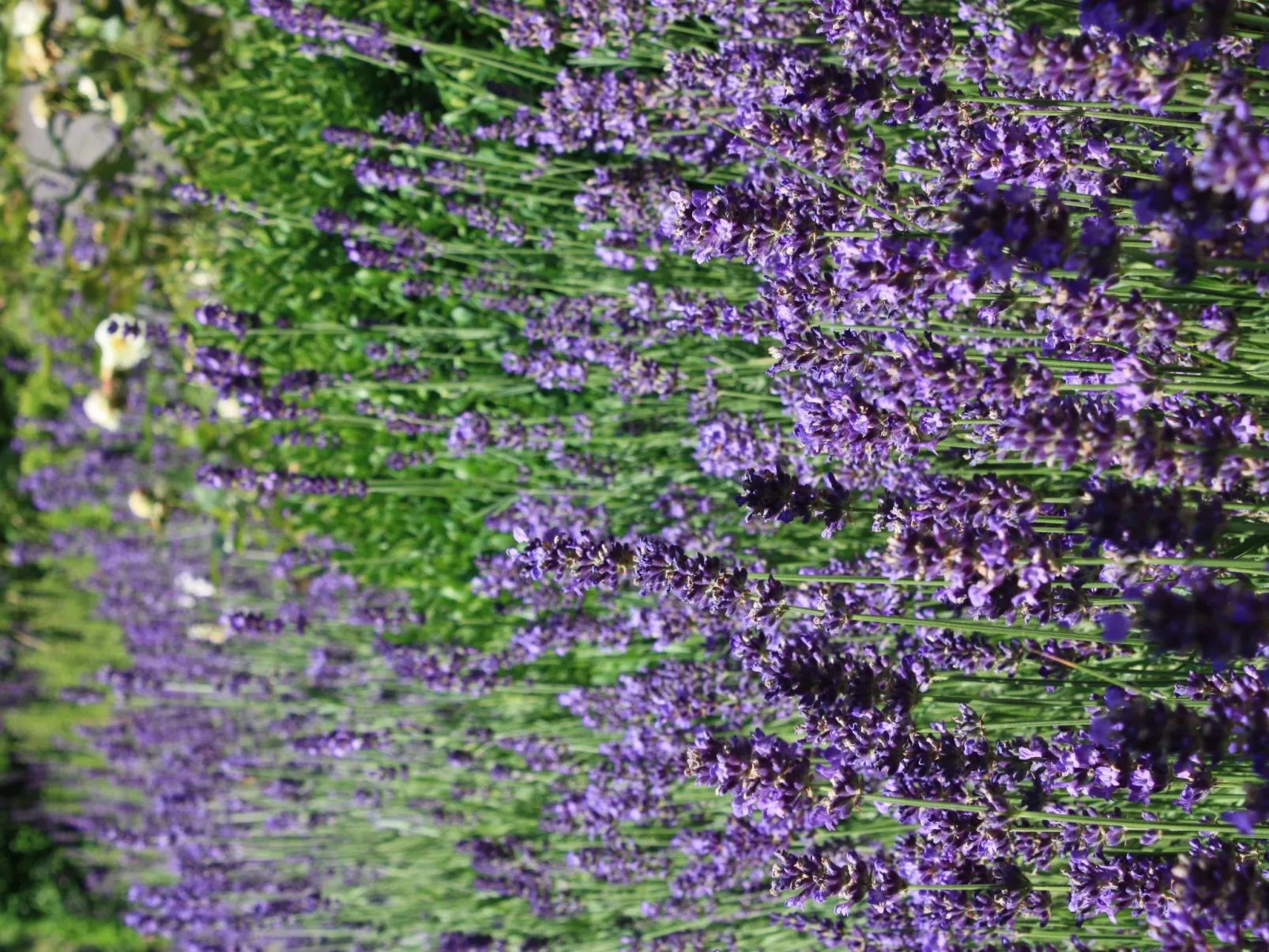 Wohlfühloase für Natur- und Gartenliebhaber-Dehors