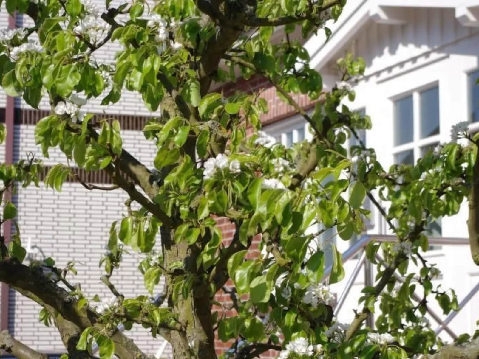 Gästehaus Kopp Wohnung Nr. 04 in Cuxhaven-Duhnen