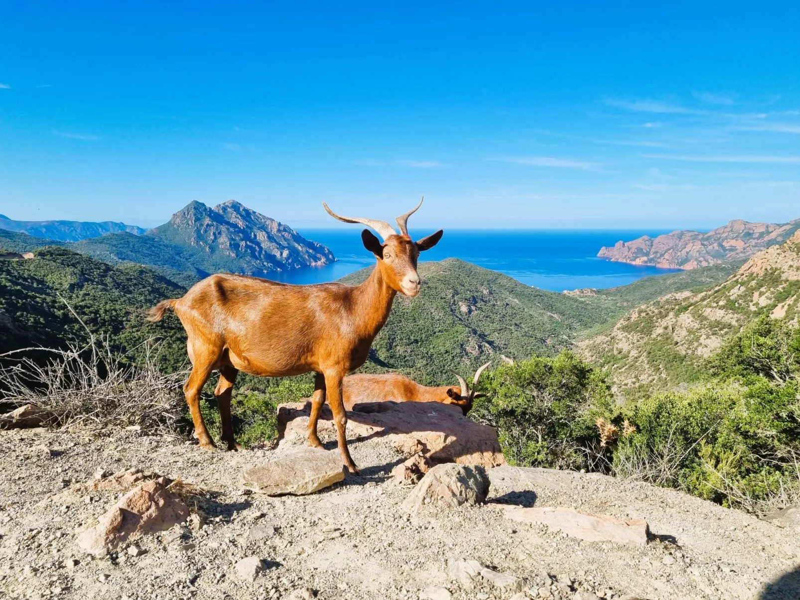 Calvi "Eden Paradisu"-Dehors