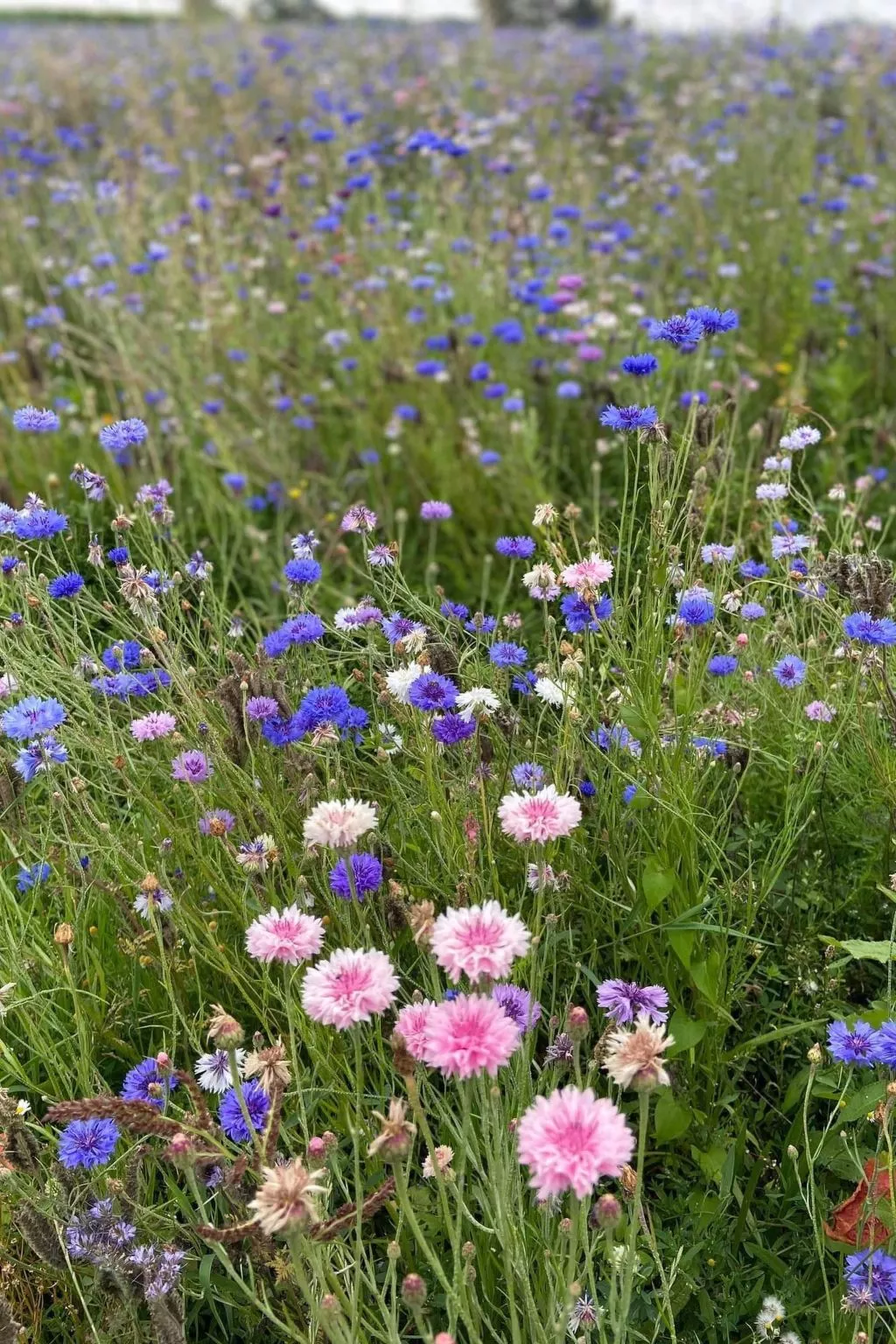 Neues normannisches Ferienhaus mit Charme die Kastanienbäume-Image-tags.info