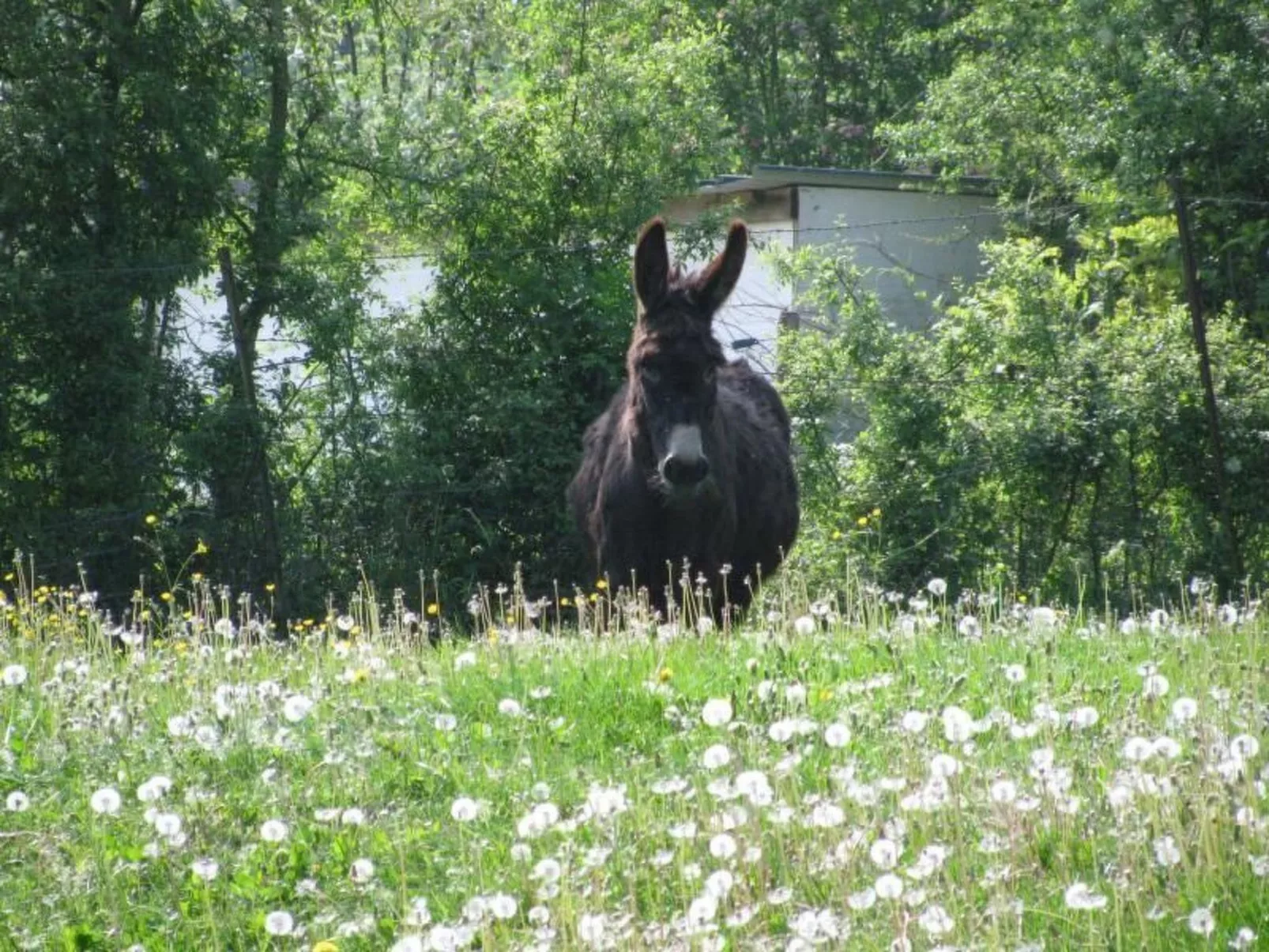 La Bergerie du Festel-Dehors
