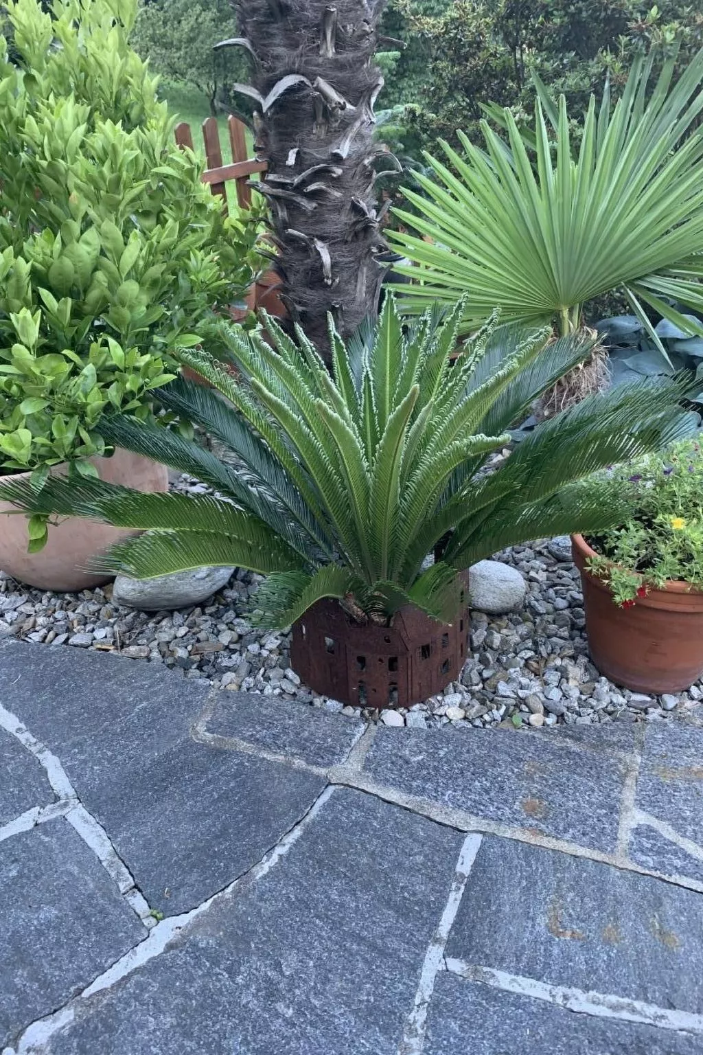 Rustico Motto della Capra