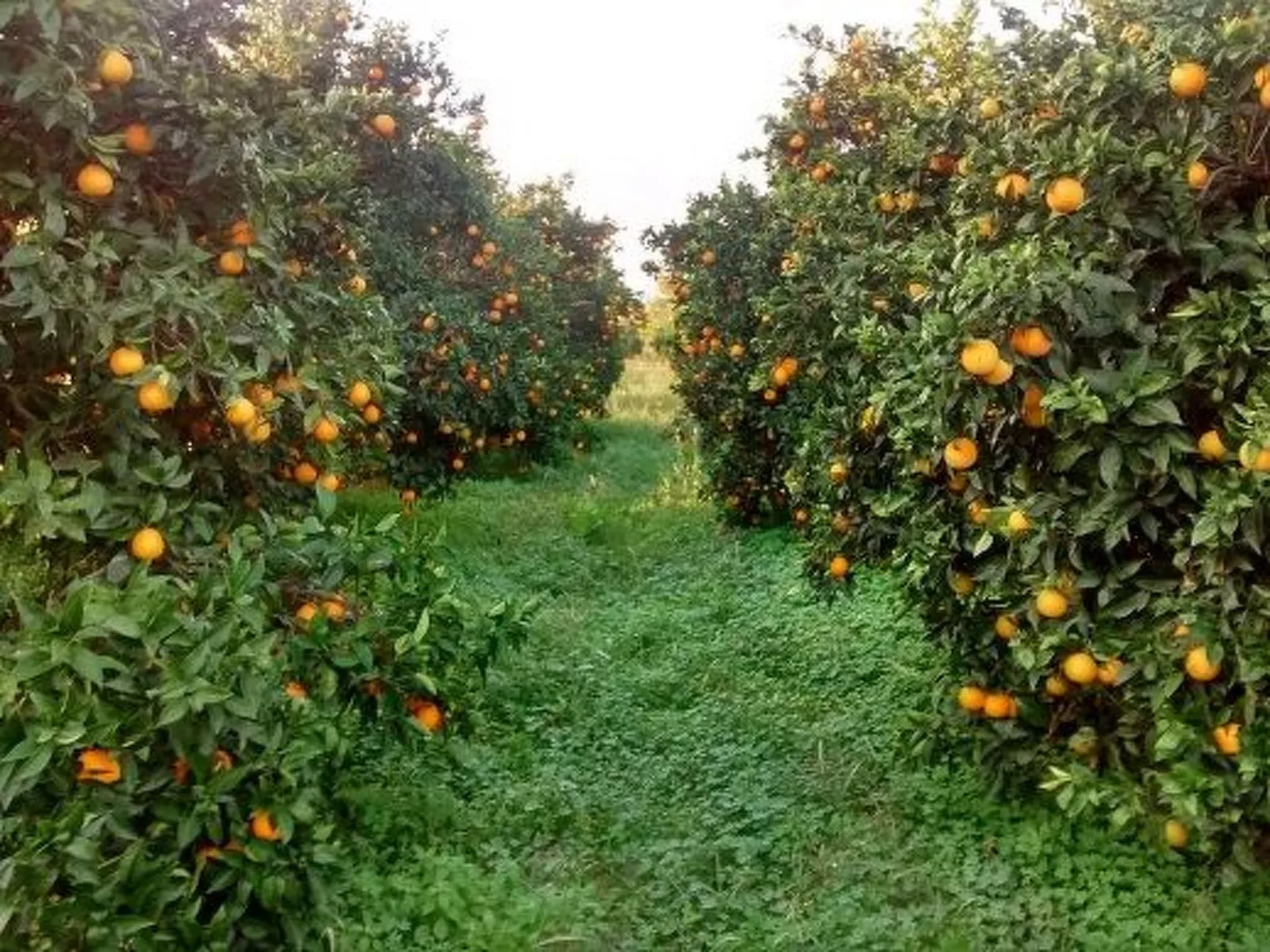 Neben Orangenbaum-Obstgarten-Outside