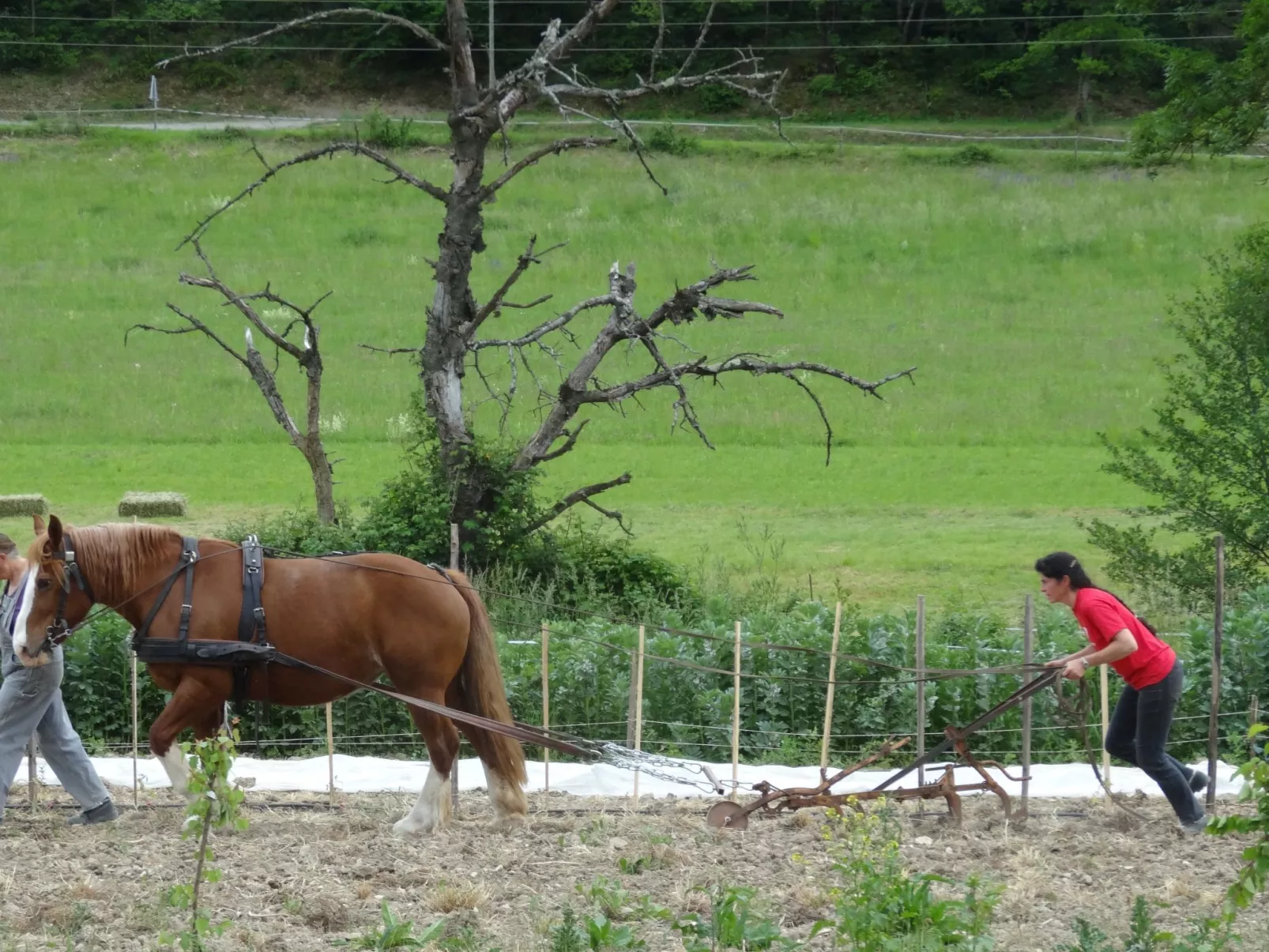 Domäne auf dem Bauernhof-Image-tags.info