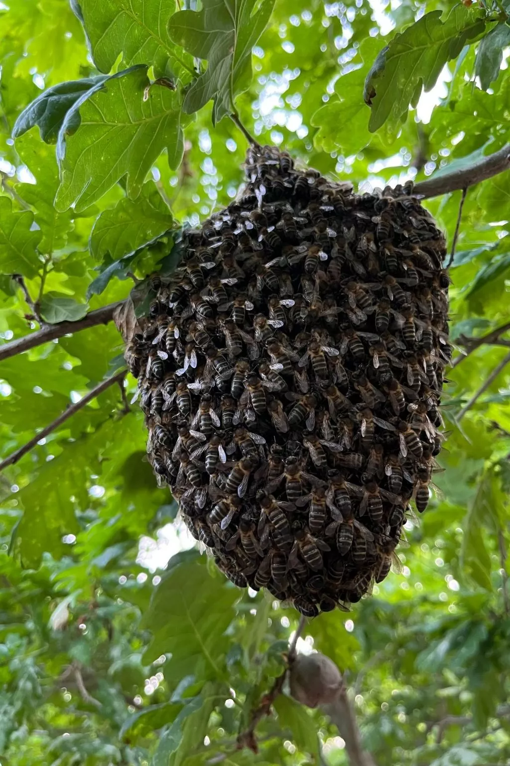 Casas das Olas 2 - Großartige Aussicht, 2 Pools, idealer Ort zum Entspannen und-Image-tags.info