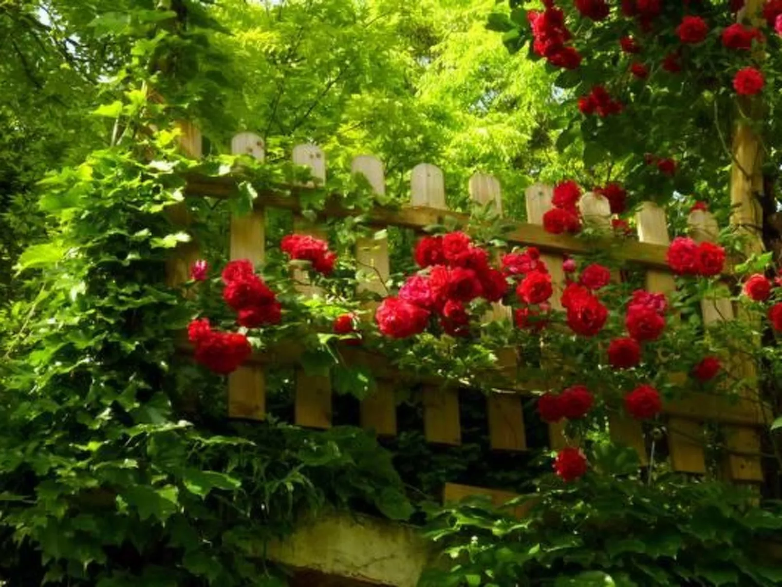 La Casita-Image-tags.info